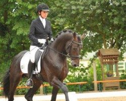 dressage horse Tenno (Zweibrücker, 2012, from Totilas)