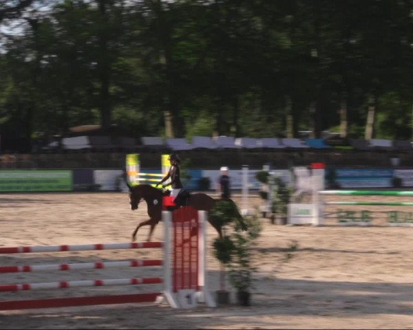Reitturnier Görlitz 2019