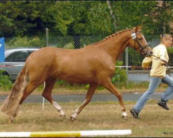 horse Magnolia 3 (German Riding Pony, 2006, from Golden Dancer)