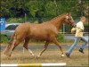 horse Magnolia 3 (German Riding Pony, 2006, from Golden Dancer)