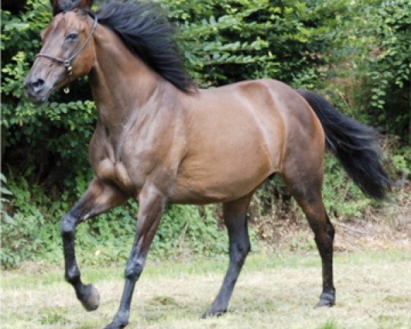 broodmare Chantal xx (Thoroughbred, 1988, from Tombos xx)