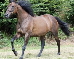 broodmare Chantal xx (Thoroughbred, 1988, from Tombos xx)