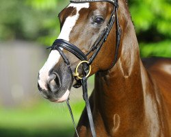 broodmare Bella Brenta (Hanoverian, 2006, from Brentano II)