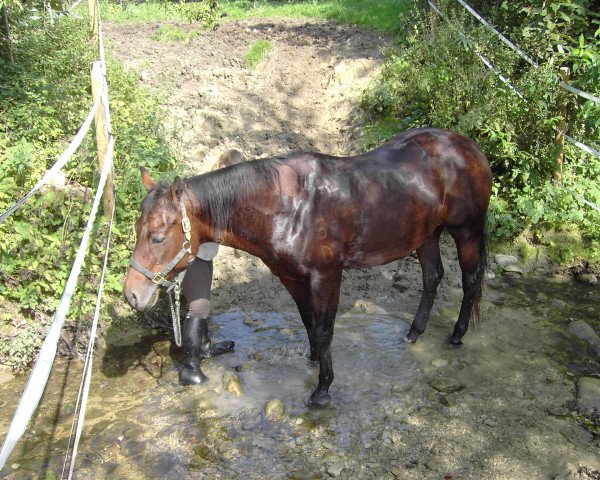 horse Lady (Quarter Horse, 1988, from Stars Heart)