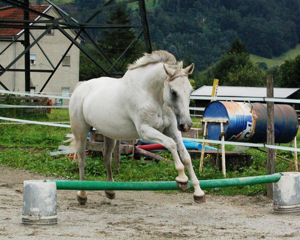 Pferd Dakota (Österreichisches Warmblut, 2009)