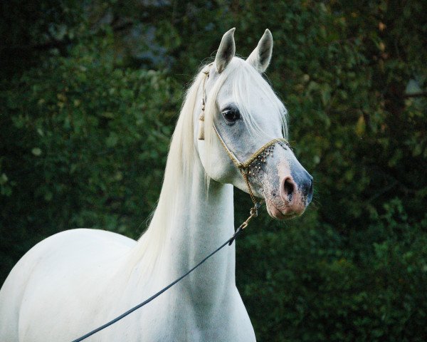horse Galdevin (Arabian thoroughbred, 2006, from WH Justice ox)