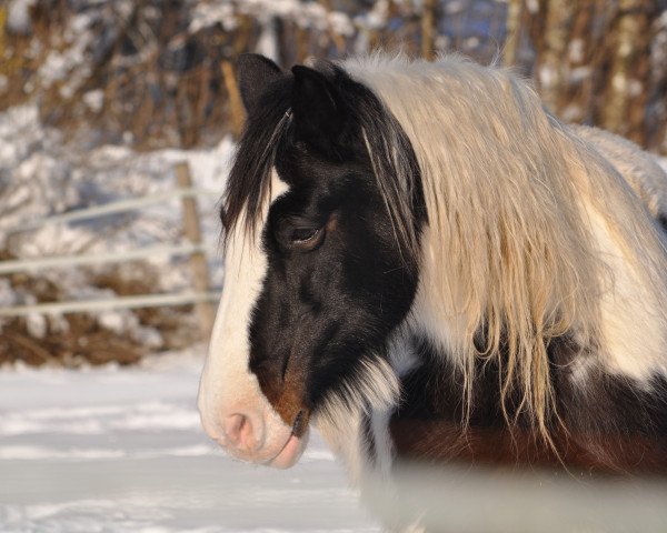 horse Baileys (Tinker / Irish Cob / Gypsy Vanner, 1994)