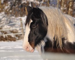 horse Baileys (Tinker / Irish Cob / Gypsy Vanner, 1994)