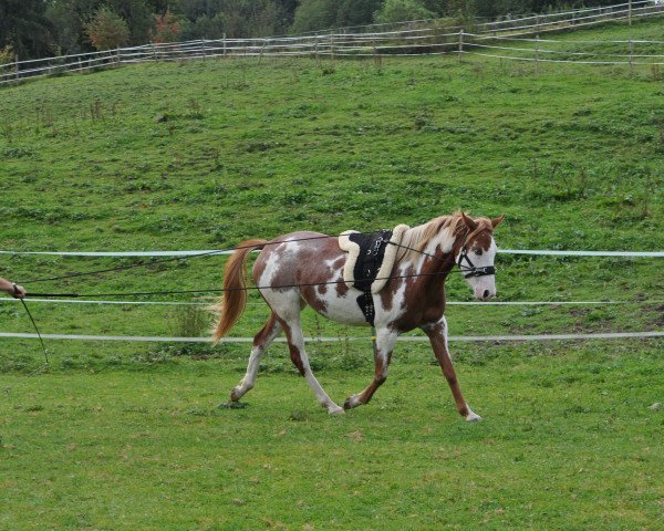 Pferd Kayenta (Pinto mit Reitpferdepedigree, 2011)