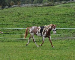 horse Kayenta (Pinto with riding horses pedigree, 2011)