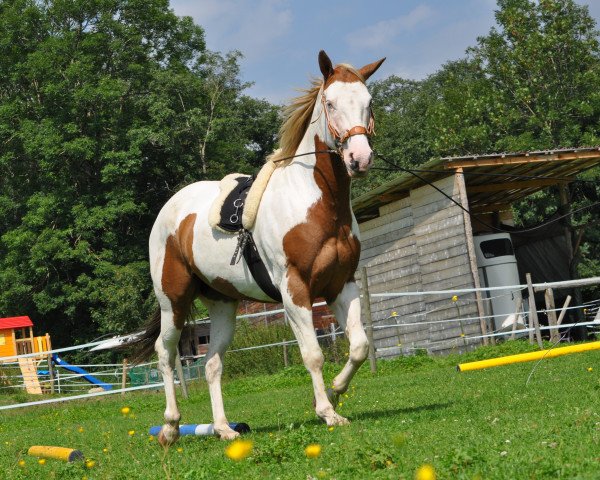 Pferd Dandy (Paint Horse, 2009, von Miracle Zippo Paint)