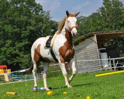 horse Dandy (Paint Horse, 2009, from Miracle Zippo Paint)