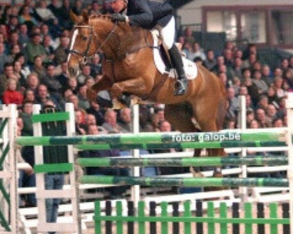 stallion Shindler de Muze (Belgian Warmblood, 2002, from For Pleasure)