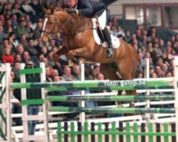 Deckhengst Shindler de Muze (Belgisches Warmblut, 2002, von For Pleasure)