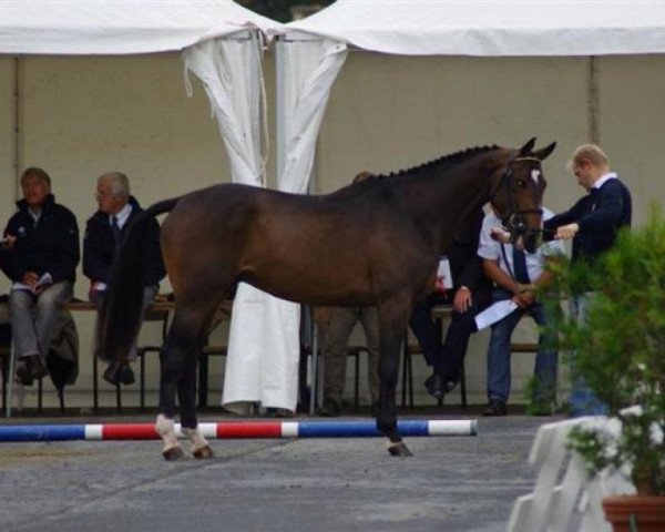 stallion Ulpien d'Elle (Selle Français, 2008, from Quick Star)