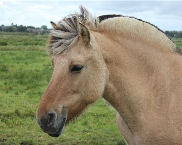 Zuchtstute Josefin (Fjordpferd, 2006, von Kenrick)