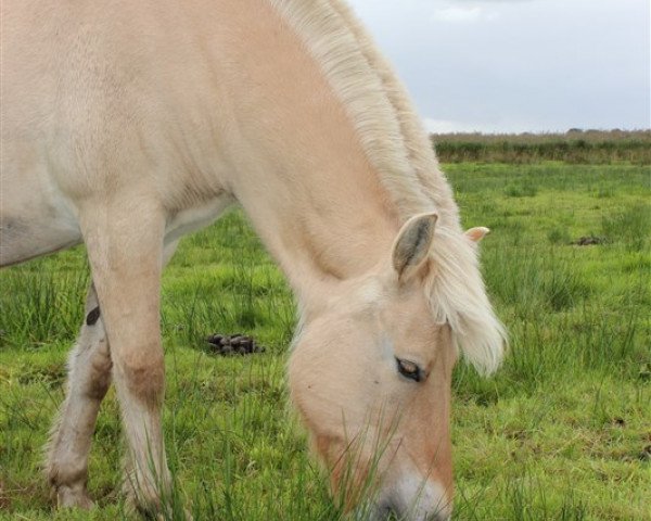 broodmare Jenna (Fjord Horse, 2006, from Kenrick)