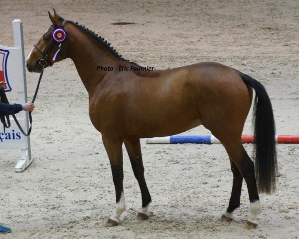 stallion Colibri d'Elle (Selle Français, 2012, from Nippon D'Elle)