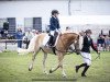 dressage horse Aaron (Edelbluthaflinger, 2011, from Allgaier (8,59% ox))