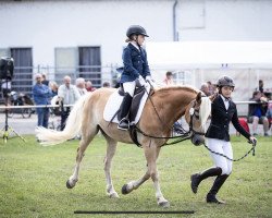 dressage horse Aaron (Edelbluthaflinger, 2011, from Allgaier (8,59% ox))