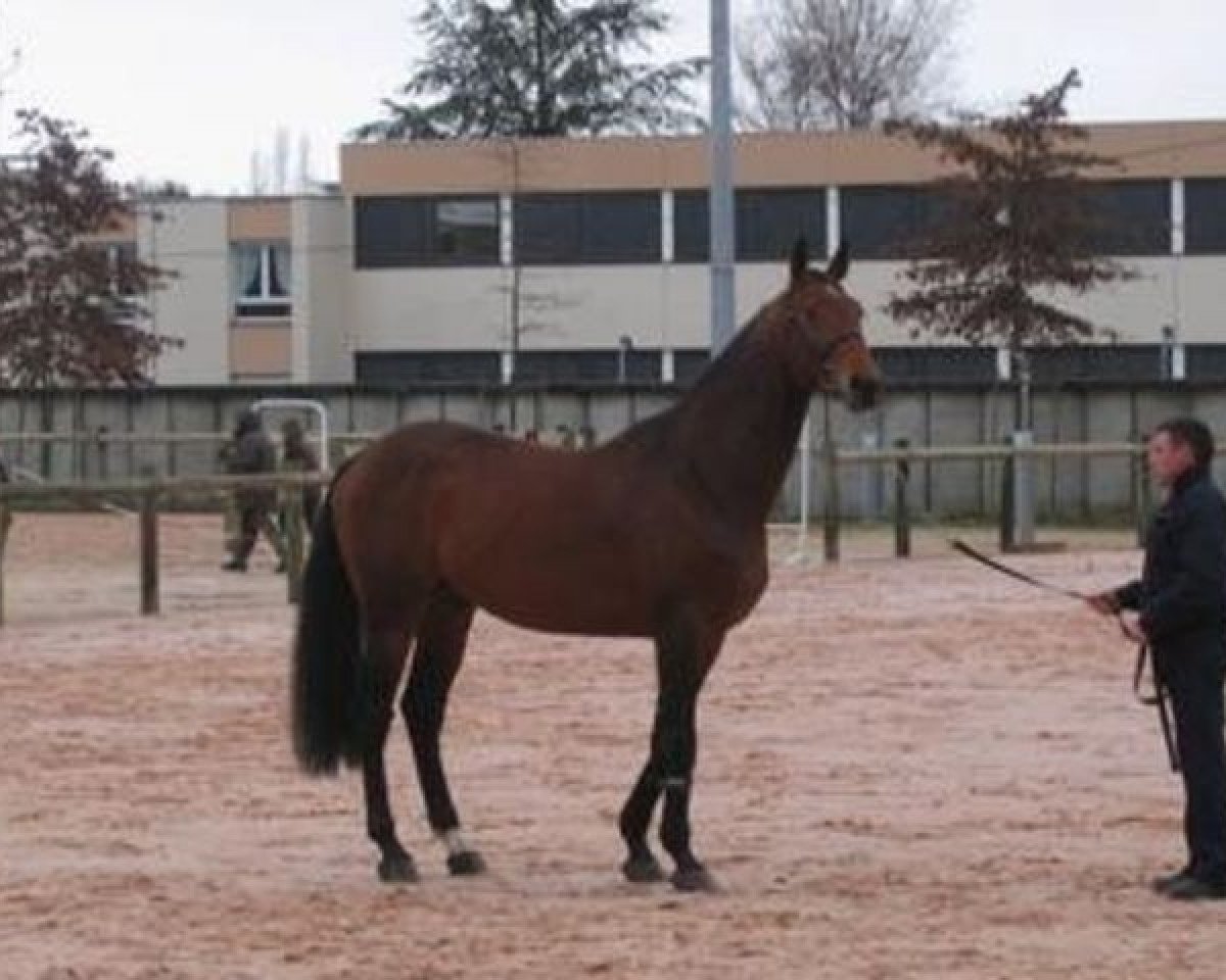 stallion Jazz Band Courcelle (Selle Français, 1997, from Le Tot de Semilly)