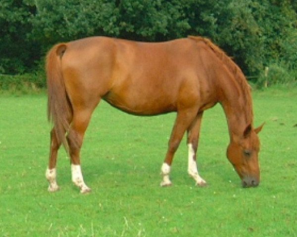 broodmare Tabelle van Koekshof (Belgian Warmblood, 1996, from Skippy II)