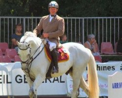 stallion Cento Lano (Zangersheide riding horse, 1994, from Cento)