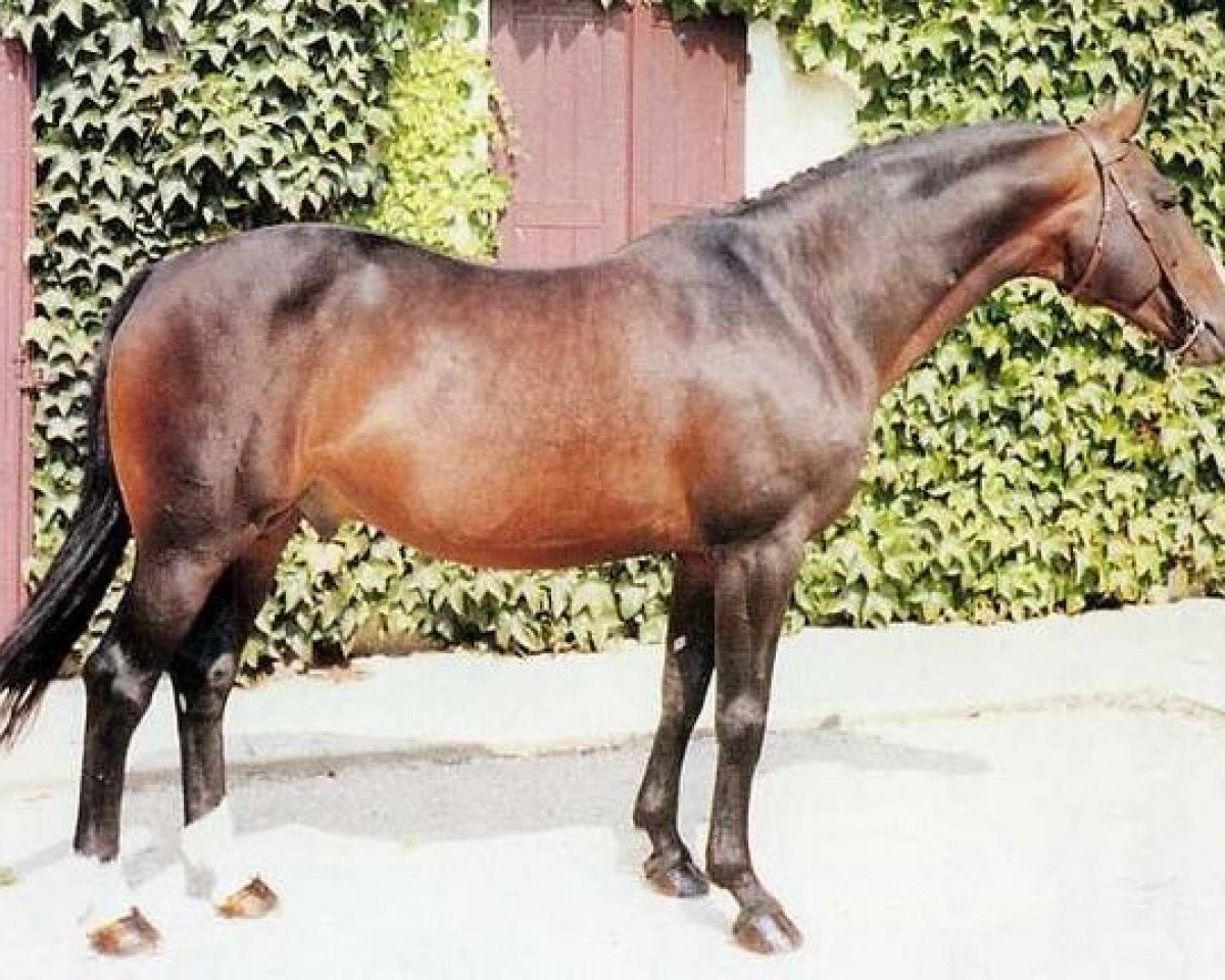 stallion Kioto II (Selle Français, 1976, from Nykio)