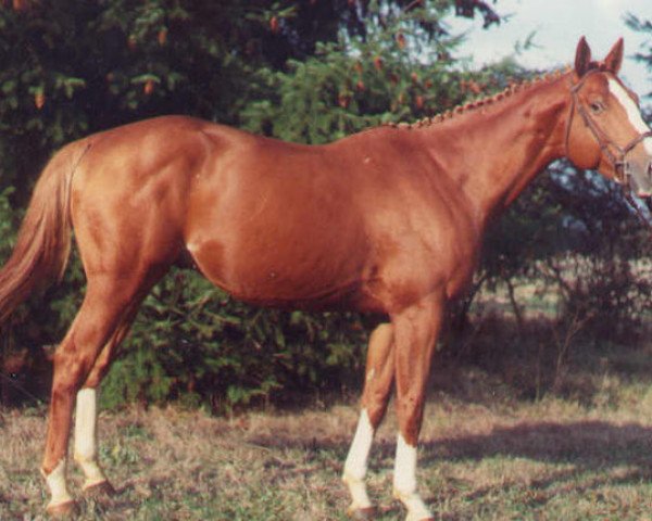 stallion Ruyblas (Selle Français, 1983, from Night and Day xx)