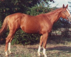 stallion Ruyblas (Selle Français, 1983, from Night and Day xx)