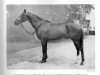stallion Pres Du Feu xx (Thoroughbred, 1955, from Prince Bio xx)
