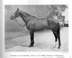 stallion Pres Du Feu xx (Thoroughbred, 1955, from Prince Bio xx)