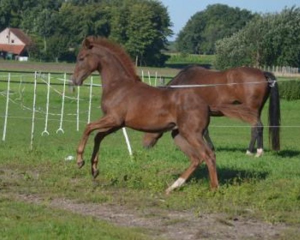 broodmare Fashionette NOW (Oldenburg, 2015, from For Romance I)