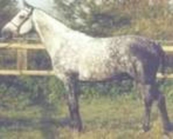 stallion Calypso d'Adriers (Selle Français, 1990, from Narcos II)