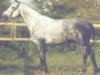 stallion Calypso d'Adriers (Selle Français, 1990, from Narcos II)