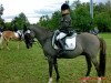 dressage horse Robinswoodland (German Riding Pony, 1996, from Dornik B)