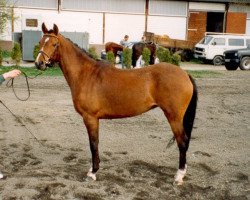 broodmare Robinswoodland Rhapsody (British Riding Pony, 1991, from Chiddock Fankino)