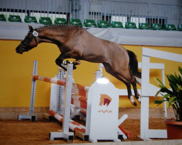 stallion Nevio (German Riding Pony, 2010, from Wengelo's Nelson)