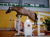 stallion Nevio (German Riding Pony, 2010, from Wengelo's Nelson)