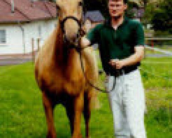 horse Fiona-Gold (German Riding Pony, 1997, from Flying Dream)