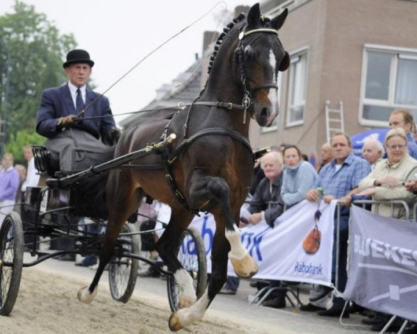 stallion Cambridge Midnight Boy (Hackney (horse/pony), 1993, from Does)