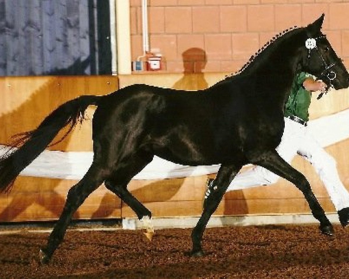 stallion Germantus B (German Riding Pony, 2009, from Genesis B)