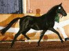 stallion Germantus B (German Riding Pony, 2009, from Genesis B)