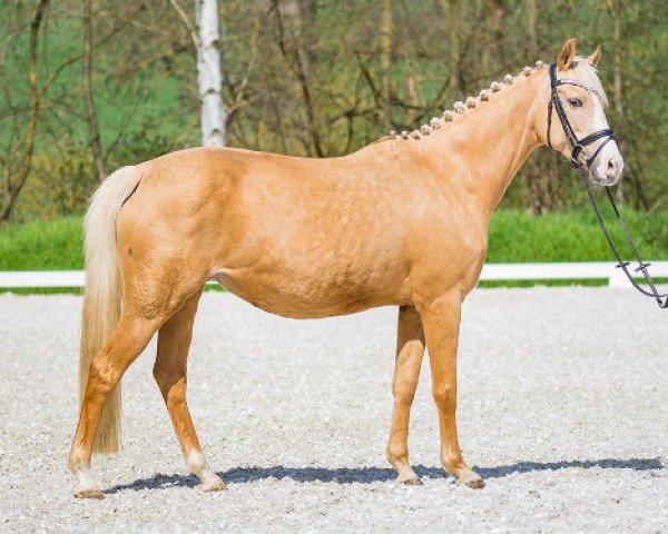 broodmare Deladiva (German Riding Pony, 2007, from Der Harlekin B)