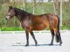 broodmare Prometha B (German Riding Pony, 2005, from Prometheus B)