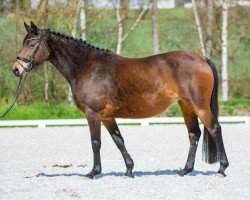 broodmare Prometha B (German Riding Pony, 2005, from Prometheus B)