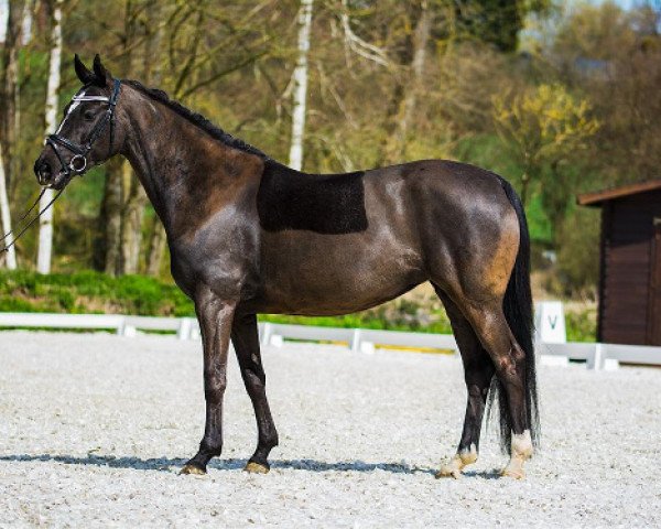 broodmare Donatha K (German Riding Pony, 2011, from Dornik B)