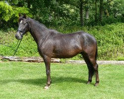 dressage horse Dirty Harry B (German Riding Pony, 2010, from Harry Potter B)