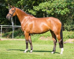 jumper Baloubina 5 (Oldenburg show jumper, 2010, from Balou du Rouet)