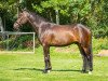 Dressurpferd Willow B (Deutsches Reitpony, 2010, von White Gold B)